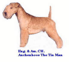 Uk Am Ch Auchenhove Tin Man
Top dog UK '92
Top Dog America '93
Breeder - AUCHENHOVE see breeders list